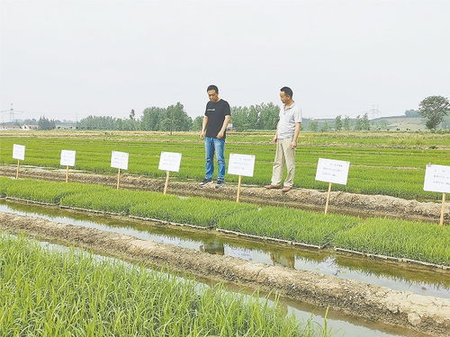 夏耕夏種農(nóng)事忙 陜西各地開(kāi)展夏季種植農(nóng)作物見(jiàn)聞